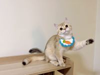 British Shorthair Cats for sale in Staten Island, New York. price: $12,001,800