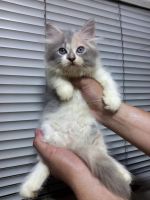 British Shorthair Cats for sale in Brandywine, West Virginia. price: $500