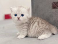 British Shorthair Cats for sale in Accoville, West Virginia. price: $500