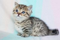 British Shorthair Cats for sale in Apache Junction, Arizona. price: $500