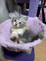 British Shorthair Cats for sale in  Doddridge, Arkansas. price: $500
