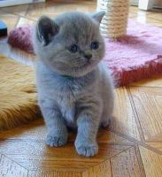 British Shorthair Cats for sale in Chicago Private, Ottawa, ON K2A 3G9, Canada. price: $400