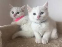 British Shorthair Cats for sale in Melrose Ave N, Hamilton, ON, Canada. price: $250