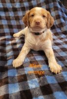 Brittany Puppies for sale in Independence, IA 50644, USA. price: NA