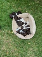 Brittany Puppies for sale in Denver, CO, USA. price: NA
