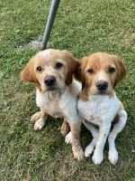 Brittany Puppies for sale in Cohocton, NY 14826, USA. price: NA