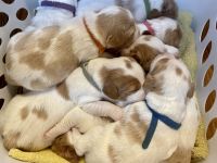 Brittany Puppies for sale in Pembroke, GA 31321, USA. price: NA