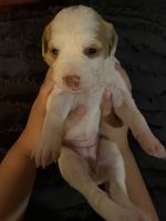 Brittany Puppies for sale in Crestline, CA 92325, USA. price: NA