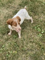 Brittany Puppies for sale in Fairbank, IA 50629, USA. price: NA