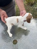 Brittany Puppies for sale in Falmouth, KY, USA. price: NA