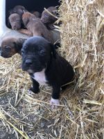 Brittany Puppies for sale in Sidney, MT 59270, USA. price: NA