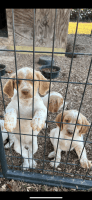 Brittany Puppies for sale in Franklin, VA 23851, USA. price: NA