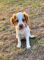 Brittany Puppies for sale in Ada, OK, USA. price: $500