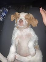 Brittany Puppies for sale in Stantonville, TN 38379, USA. price: $1,000
