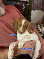 Brittany Puppies for sale in Columbia City, IN 46725, USA. price: $180,000