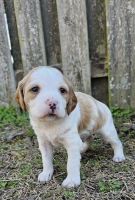 Brittany Puppies for sale in Wing, Alabama. price: $500