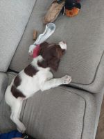 Brittany Puppies for sale in Grimesland, North Carolina. price: $200