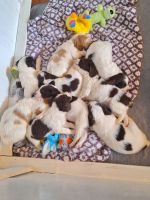 Brittany Puppies for sale in Arlington, Washington. price: $1,500