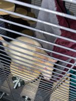 Brown-headed Spiny Rat Rodents for sale in Bethel Park, PA, USA. price: NA