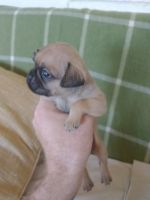 Brug Puppies for sale in Tucson, AZ, USA. price: NA