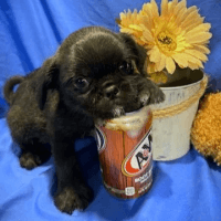Brug Puppies for sale in Tempe, AZ, USA. price: $850