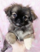 Brug Puppies for sale in Los Angeles, CA, USA. price: NA