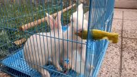 Brush Rabbit Rabbits for sale in Gurugram, Haryana, India. price: 600 INR