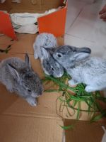 Brush Rabbit Rabbits for sale in Karapakkam, Chennai, Tamil Nadu, India. price: 1600 INR