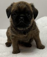 Brussels Griffon Puppies for sale in Waynesville, MO 65583, USA. price: NA