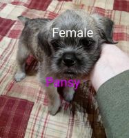 Brussels Griffon Puppies for sale in Berkeley Springs, WV 25411, USA. price: NA