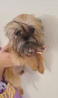 Brussels Griffon Puppies for sale in St. Augustine, FL, USA. price: $2,500