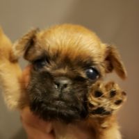 Brussels Griffon Puppies for sale in Williston, FL 32696, USA. price: $3,000