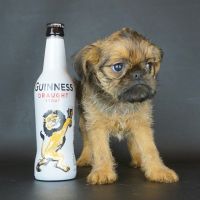 Brussels Griffon Puppies for sale in Naples, FL, USA. price: $2,800