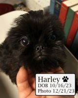 Brussels Griffon Puppies for sale in Tempe, AZ, USA. price: NA