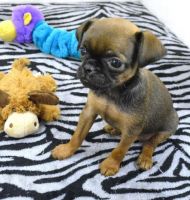 Brussels Griffon Puppies for sale in Philadelphia, Pennsylvania. price: $400