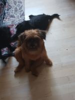 Brussels Griffon Puppies for sale in Kenosha, WI, USA. price: $2,200