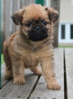 Brussels Griffon Puppies for sale in Coral Springs, FL, USA. price: NA
