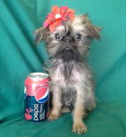 Brussels Griffon Puppies for sale in Chandler, AZ, USA. price: NA