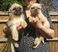 Brussels Griffon Puppies for sale in Honolulu, HI, USA. price: NA