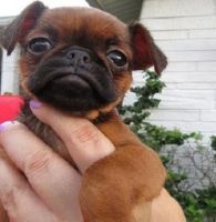 Brussels Griffon Puppies for sale in Nashville, TN, USA. price: NA