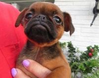 Brussels Griffon Puppies for sale in Fresno, CA, USA. price: NA