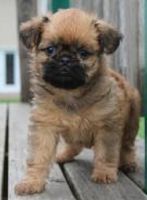 Brussels Griffon Puppies for sale in Los Angeles, CA, USA. price: NA