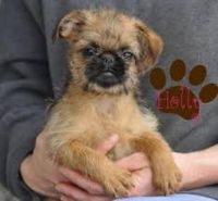 Brussels Griffon Puppies for sale in West Covina, CA, USA. price: NA