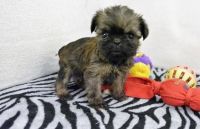 Brussels Griffon Puppies for sale in Cincinnati, OH, USA. price: NA