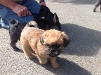 Brussels Griffon Puppies for sale in St Pete Beach, FL, USA. price: NA