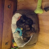 Brussels Griffon Puppies for sale in Waterford Twp, MI, USA. price: NA