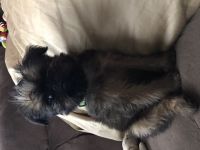 Brussels Griffon Puppies for sale in Waterford Twp, MI, USA. price: NA