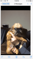 Brussels Griffon Puppies for sale in Denville, NJ, USA. price: NA