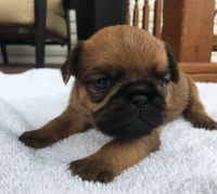 Brussels Griffon Puppies for sale in Dayton, OH, USA. price: NA