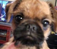 Brussels Griffon Puppies for sale in Hudson, FL 34667, USA. price: NA